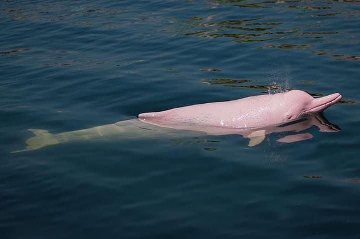 5-Day All Inclusive Guided Jungle Tour from Iquitos at Maniti Eco-Lodge photo 2