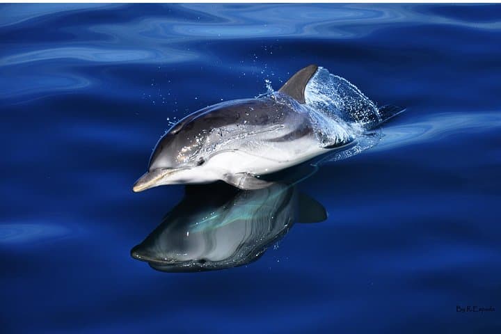 Dolphin Watching Excursion in Gibraltar photo 2