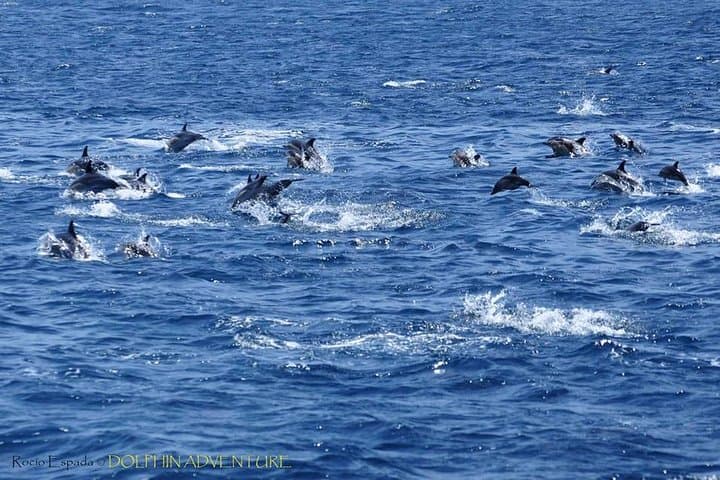 Dolphin Watching Excursion in Gibraltar photo 3
