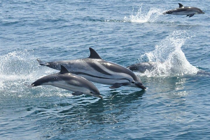 Dolphin Watching Excursion in Gibraltar photo 4