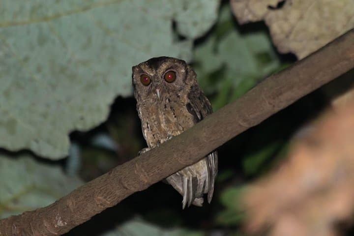 Explore a Rainforest teeming with Wildlife at Night! photo 4