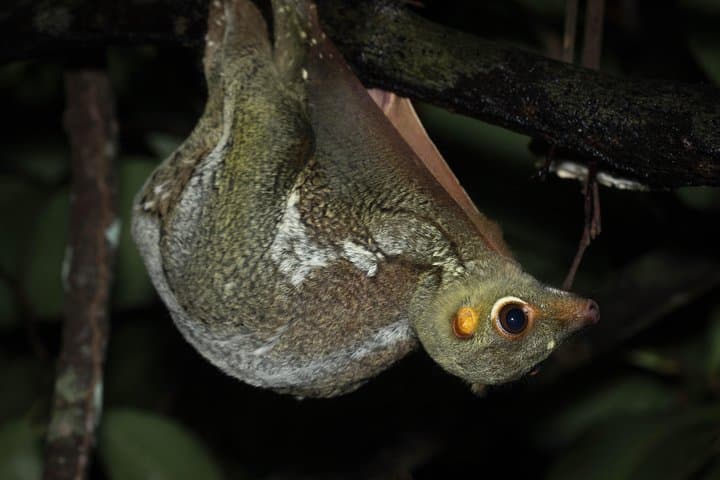 Explore a Rainforest teeming with Wildlife at Night! photo 2