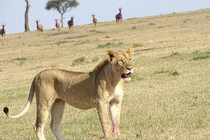 10 Days Maasai Mara photographer safari photo 3