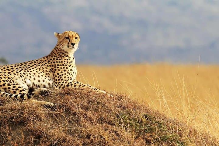 10 Days Maasai Mara photographer safari photo 4