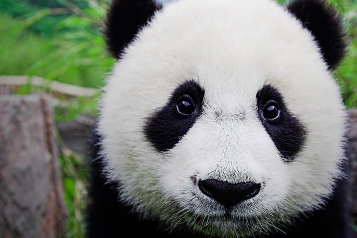 Half-day Private Panda Tour with Vegetarian Lunch in Nunnery photo 3