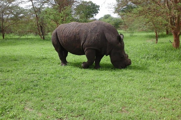 Full-day Bandia / Somone Lagoon: The safari experience photo 3