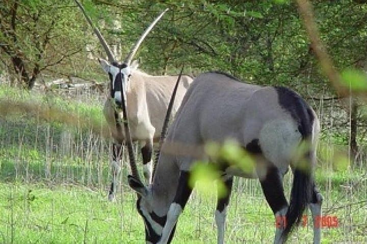 Full-day Bandia / Somone Lagoon: The safari experience photo 2