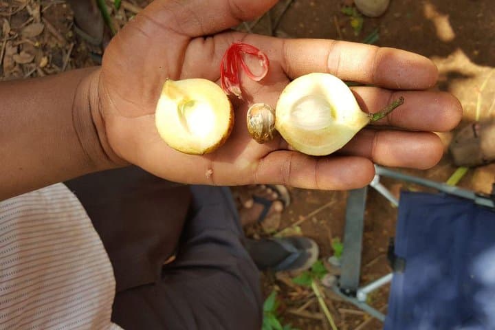 Zanzibar Spice Tour  photo 2