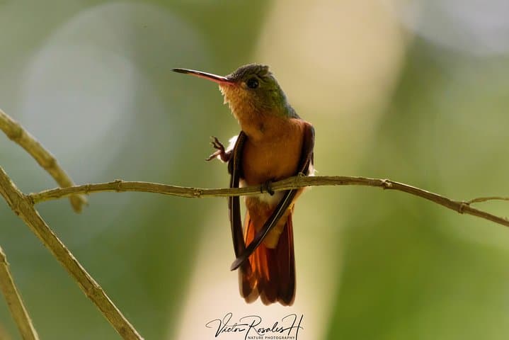 Birdwatching at The Mayan Cities with certified guide photo 4