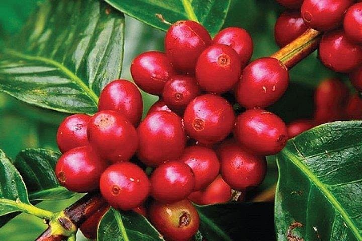 Coffee Farm Tour : Coffee Tasting, Coffee Ceremony, Coffee Plantation visit