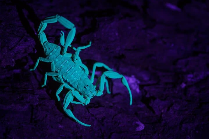 Explore a Rainforest teeming with Wildlife at Night! photo 5