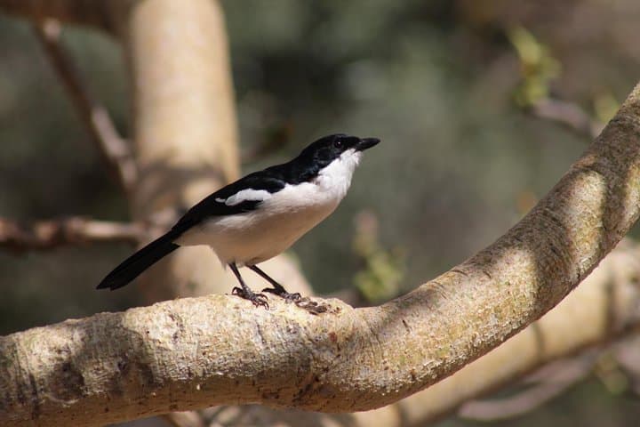 Trekking in Ethiopia's Lalibela Wollo Highland 4 Days / 3 Nights photo 5
