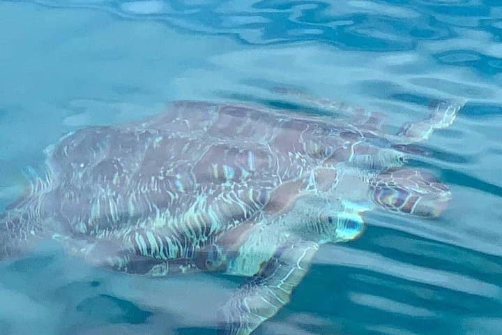 Little Bay Half-Day Sail & Snorkel Adventure photo 4