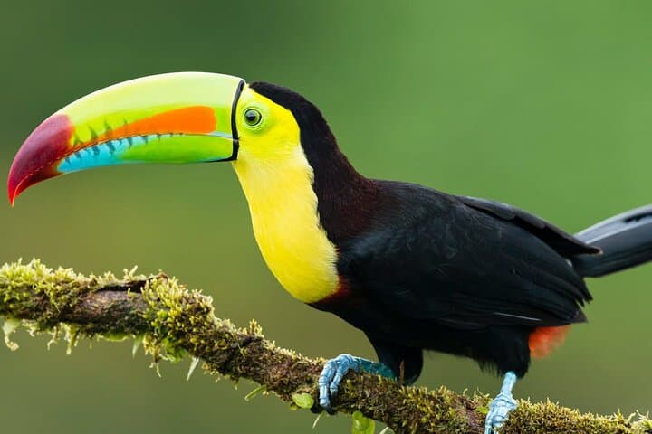 5-Day All Inclusive Guided Jungle Tour from Iquitos at Maniti Eco-Lodge photo 4