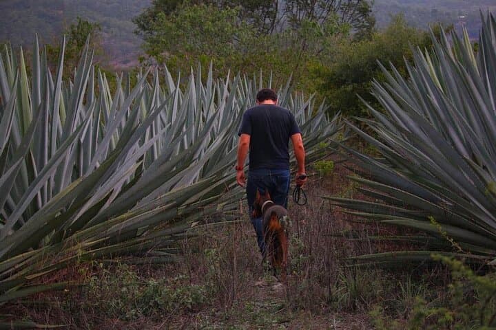 Mezcal Tour Oaxaca photo 4