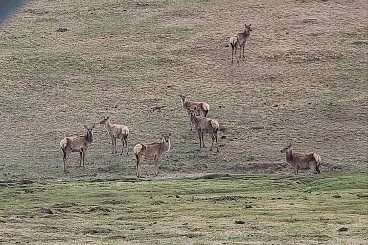 Wildlife Watching Day Tour at Hustai National Park photo 2
