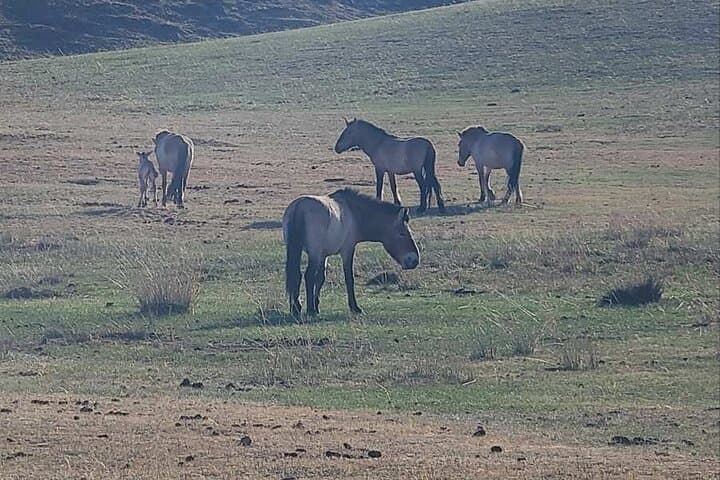Wildlife Watching Day Tour at Hustai National Park photo 3