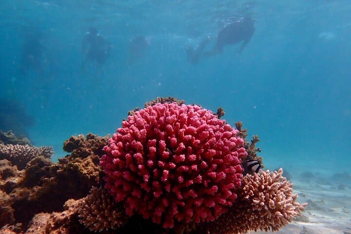 Ningaloo Reef Snorkel Adventure photo 4