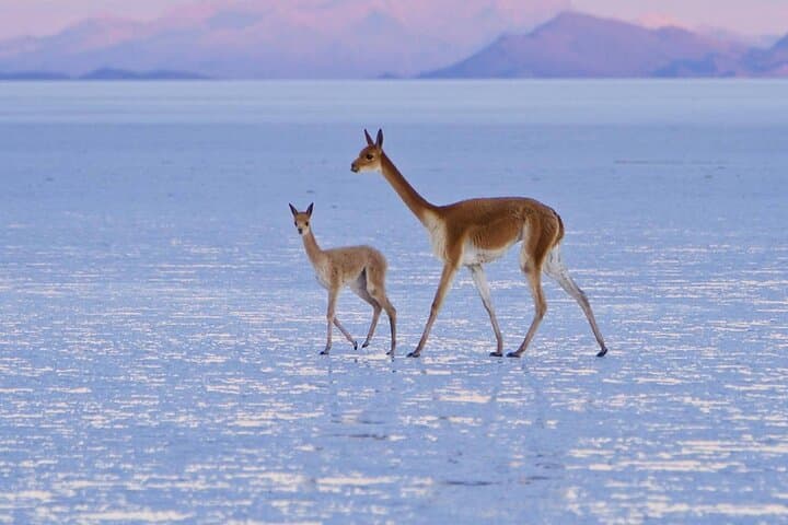 Private Tour in Uyuni Salt Flats with Wine Tasting photo 3