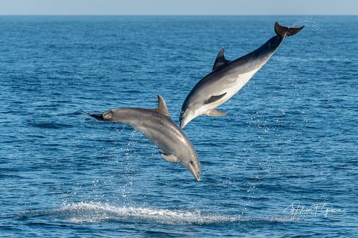 Dolphin Watching Excursion in Gibraltar photo 5
