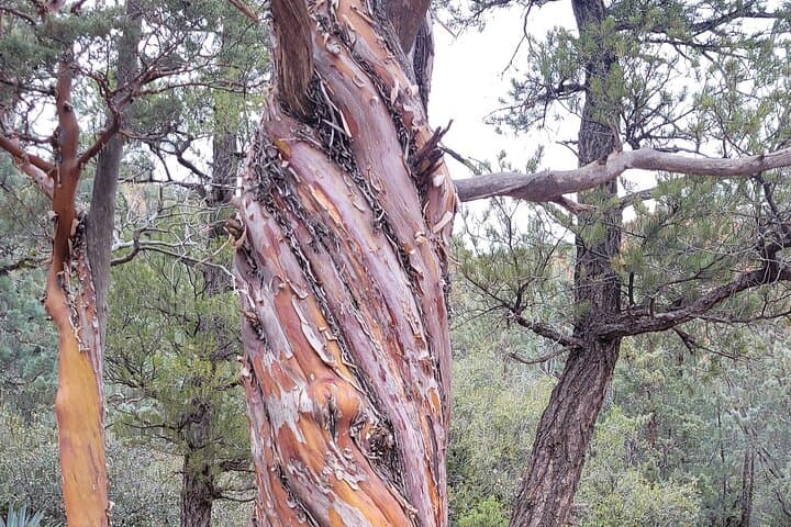 Sedona Vortex Odyssey - A Spiritual & Scientific Adventure  photo 3