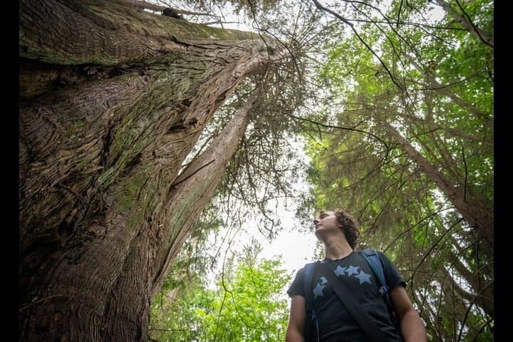 Ancient Trees of Vancouver Walking Tour photo 4