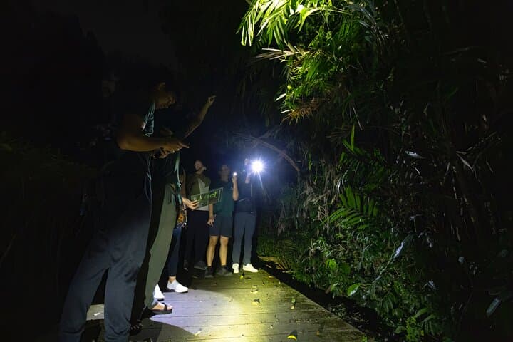 Explore a Rainforest teeming with Wildlife at Night! photo 3