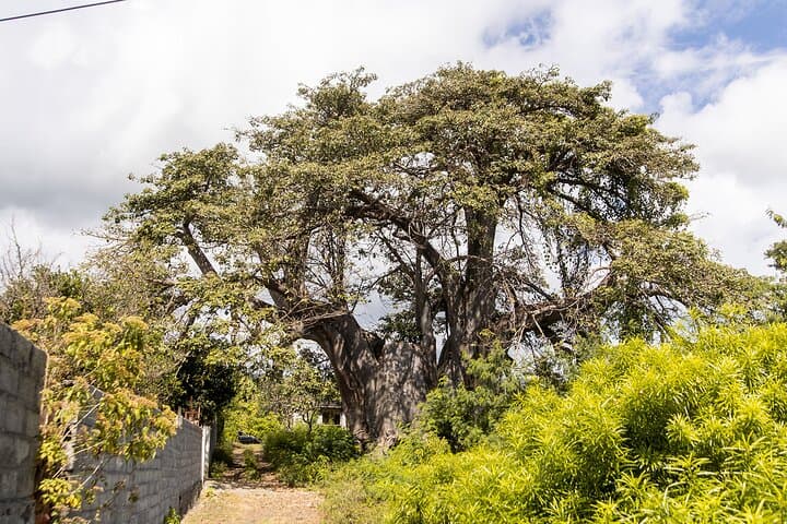 Northern Grand Comore Guided Tour photo 2
