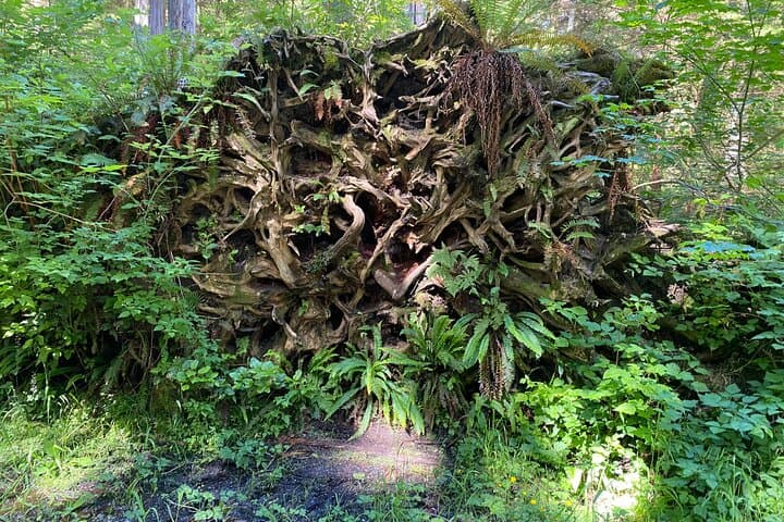 Ancient Trees of Vancouver Walking Tour photo 2