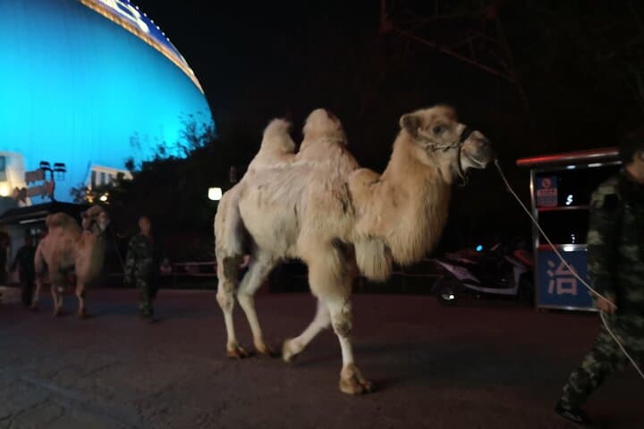 Silk Road Theme Show Legend of Camel Bell Ticket with Transfer photo 2