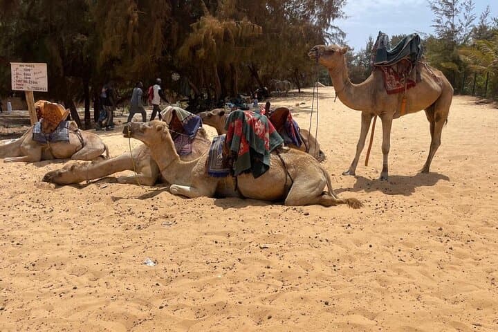 Cultural Excursions ( Goree Island and Lac Rose) with SENEXPAT photo 3