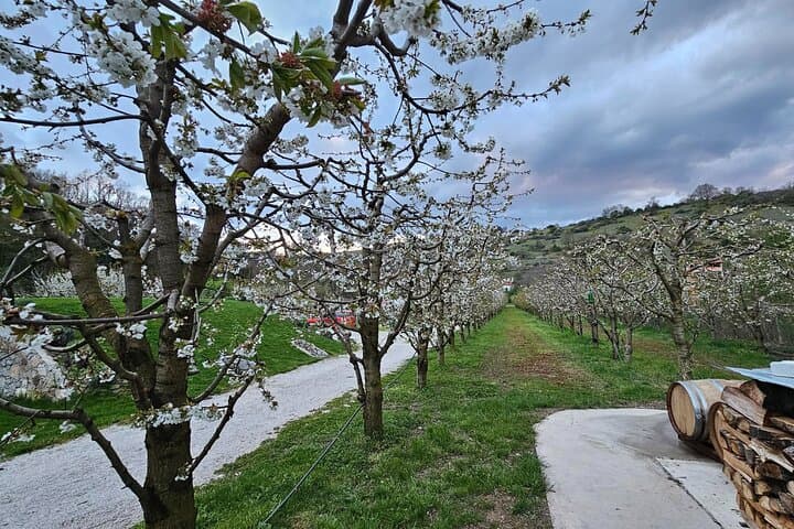 Rakija Distillery Guided Tour and Tasting photo 3