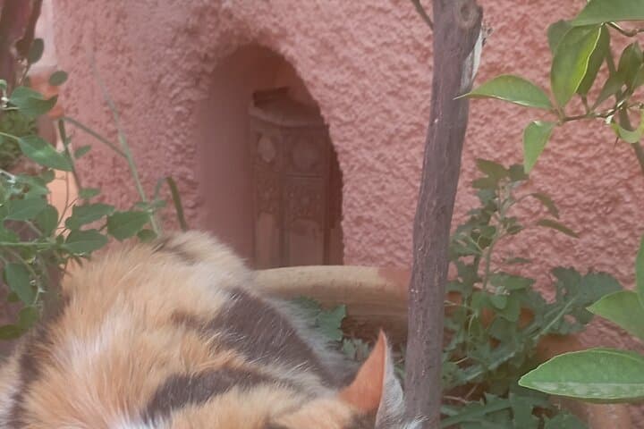 Tea and Moroccan Stories cultural experience Marrakech photo 2