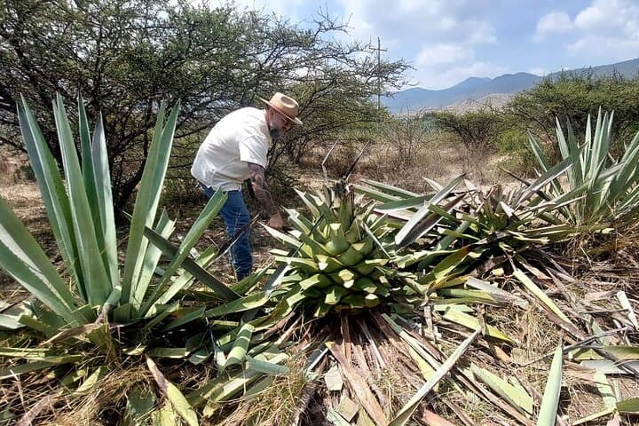 Experience the Mezcal Tour in Oaxaca