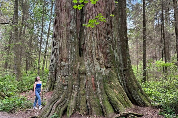 Ancient Trees of Vancouver Walking Tour photo 5
