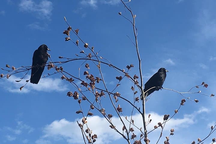 Spoken Treasures: Stanley Park Indigenous Walking Tour photo 2