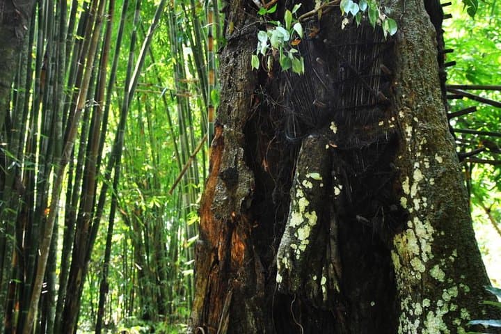 4 Days Toraja Cultural Tour from Makassar: Tongkonan Houses to Toraja Funerals photo 5