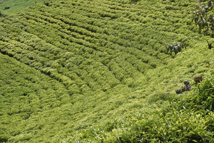 5 Day Burundi Green Tour-Nature & Culture photo 3