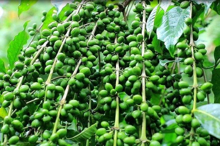 Coffee Farm Tour : Coffee Tasting, Coffee Ceremony, Coffee Plantation visit photo 2