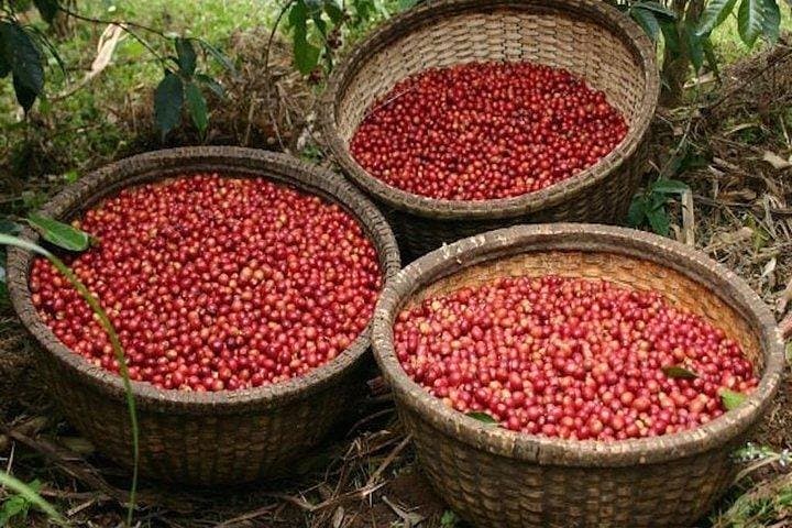 Coffee Farm Tour : Coffee Tasting, Coffee Ceremony, Coffee Plantation visit photo 3