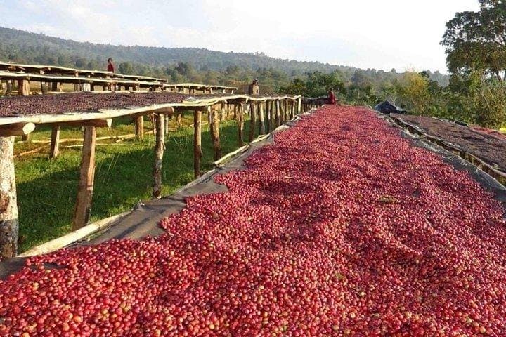 Coffee Farm Tour : Coffee Tasting, Coffee Ceremony, Coffee Plantation visit photo 5