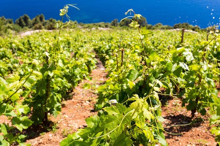 Peljesac&Ston Small-Group Food & Wine Experience from Dubrovnik photo 3
