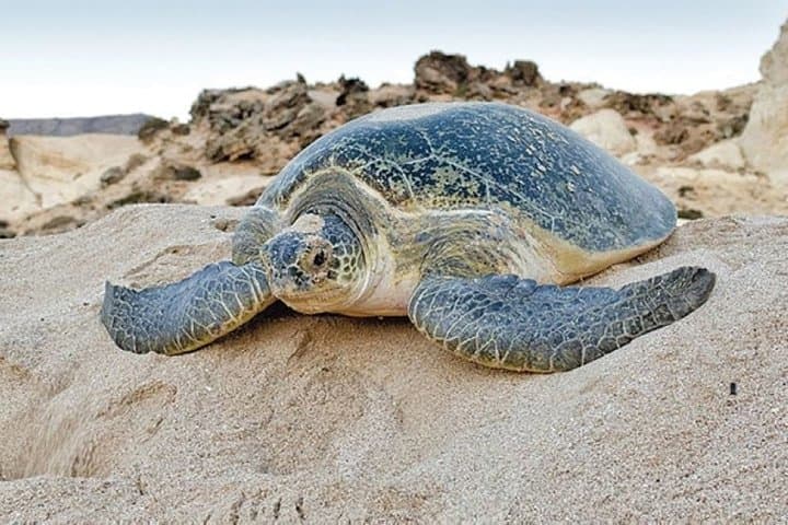 7 Day Bedouin Cultural Experience from Muscat photo 5