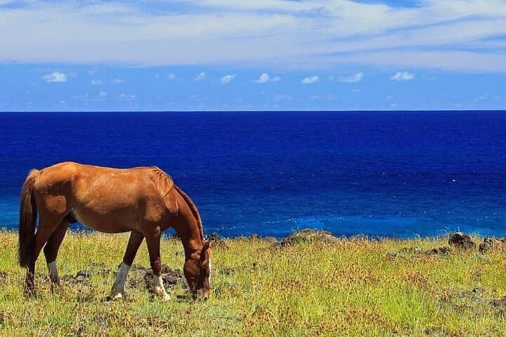 Horseback Riding on Easter Island photo 3