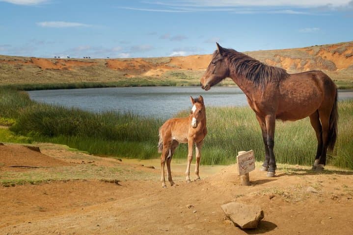 Horseback Riding on Easter Island photo 5