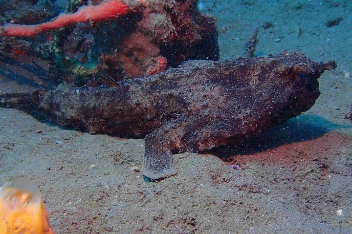 Champagne Reef Snorkeling Tour at volcanic hot Bubbles Dominica photo 2