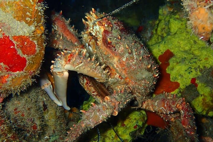 Champagne Reef Snorkeling Tour at volcanic hot Bubbles Dominica photo 3