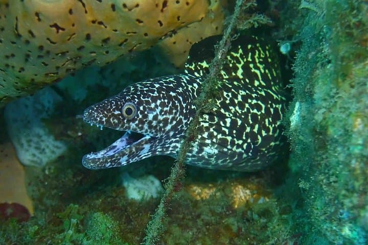 Champagne Reef Snorkeling Tour at volcanic hot Bubbles Dominica photo 4