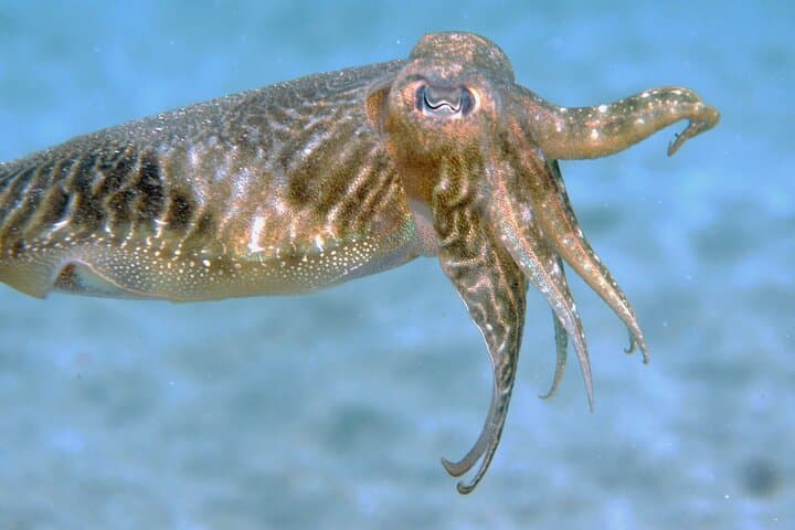 Scuba Diving in Lanzarote (for certified divers only) photo 3