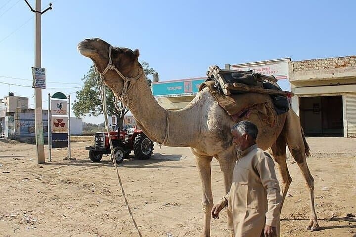 Cultural Evening in the Thar Desert - Jaisalmer photo 3